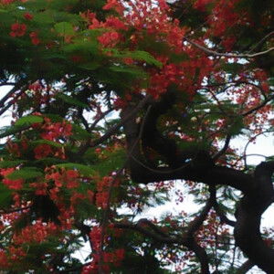 สายลม ที่พัดผ่าน profile icon