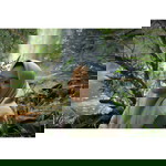 Elsa Roselia profile icon