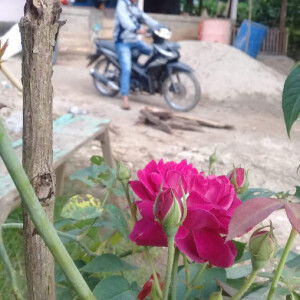 Hazima Almaira profile icon