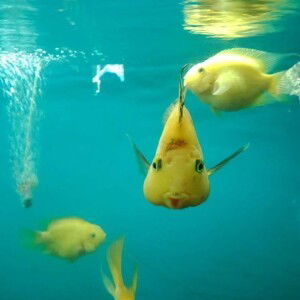 Balgis Khairun Nisa profile icon