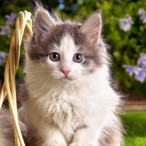 Nofi lestari profile icon