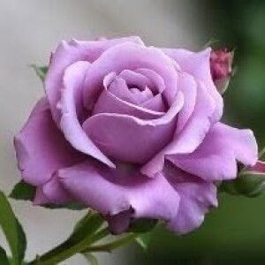 Clerie May N. Fuentes profile icon