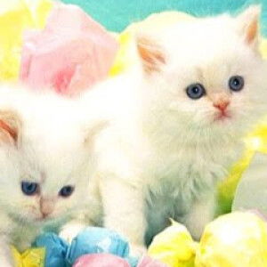 gusmidar gusmi profile icon