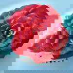 Hoa hồng sân thượng profile icon