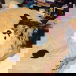 Orange Cheng profile icon