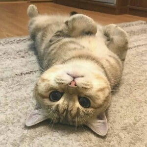 Alfan Alfin profile icon