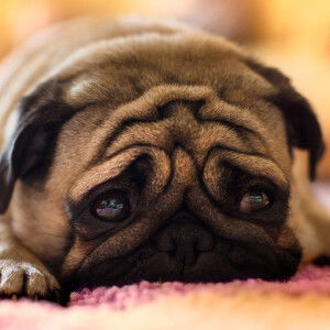 Cong Do profile icon