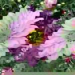 Aieza Nicole B. Babelonia profile icon