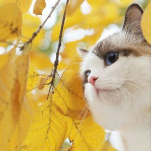 Evi Purwanti profile icon