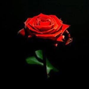 Sweetrowz Liy profile icon