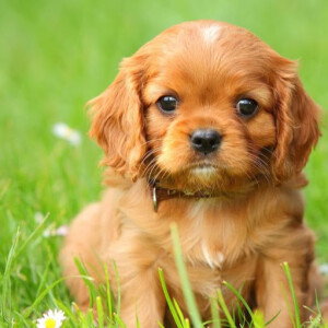 dinda christania profile icon