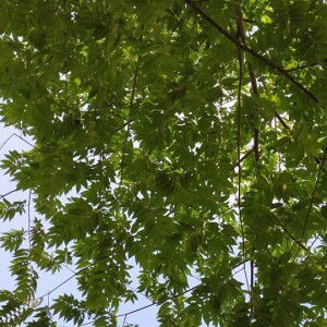 Siti Ma'rifah Mu'alim profile icon