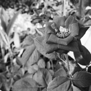 Novia Putri Ningsih profile icon