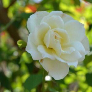 Inka Octaviana profile icon