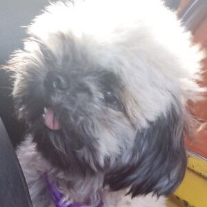 Cardenas Rucsan profile icon