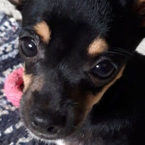 Diji Diji profile icon