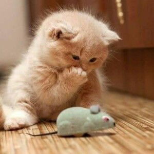 Rina Rina profile icon