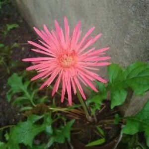 zai gab profile icon