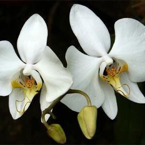 Farah Heniati S profile icon