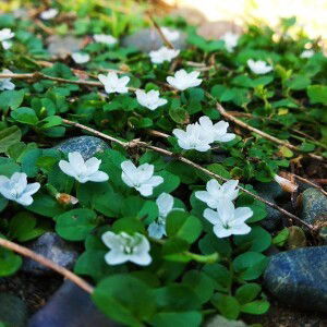 Yumie Makmurah profile icon