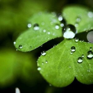 Thuy Tran profile icon