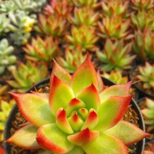 Susanti Kaktus profile icon