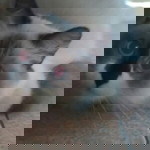 Rima Amalia profile icon