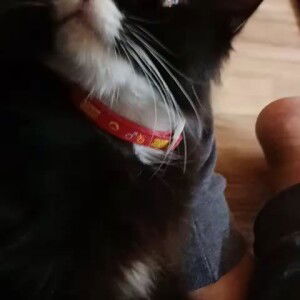 Dayah Hidayah profile icon