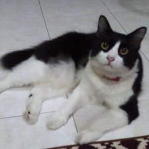 Syazwani Zulkaffli profile icon