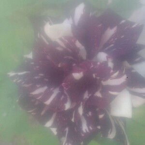 Mardiatun profile icon