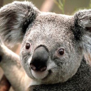 Nur Balqis profile icon