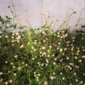 ze_ hamid_ profile icon