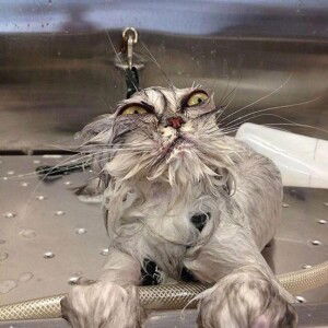 Waraporn Kotama profile icon