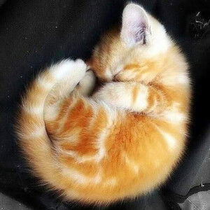 Tantri Rizqiani profile icon