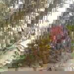 Sinta Pebrianty profile icon