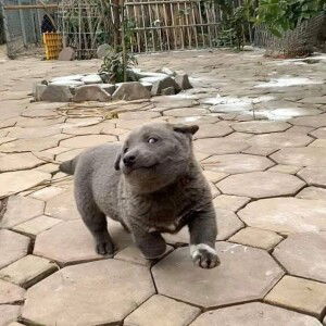 สมถุย. profile icon