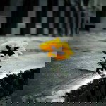 Divyasri Sandrarao profile icon