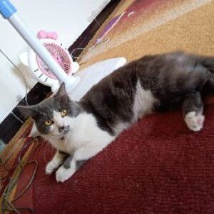 NOVINDA TEGAR profile icon