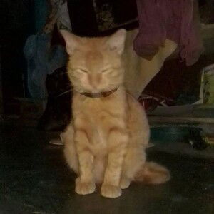 Churil Aini profile icon