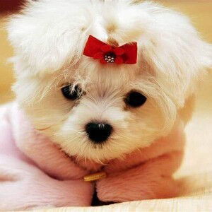 Annirac Annirac profile icon