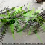 ฟ.เฟิร์น สวยงาม profile icon