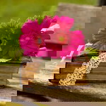 clover luck profile icon