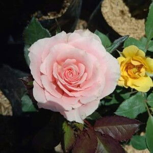 Naswa Kamila profile icon