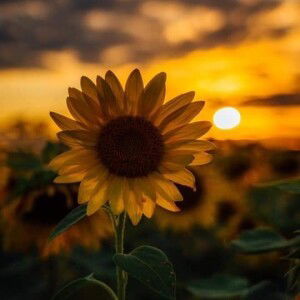 Yelsel Xiao profile icon