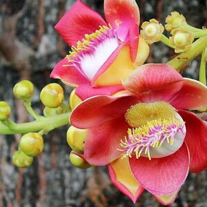 Hoa Vô Ưu profile icon