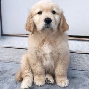 Timtim Naja profile icon