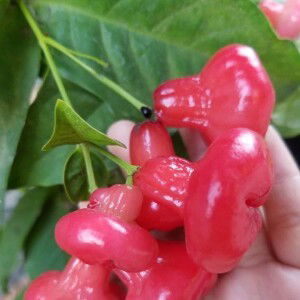 Mega Syntia profile icon