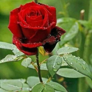 Indrayani Ante profile icon