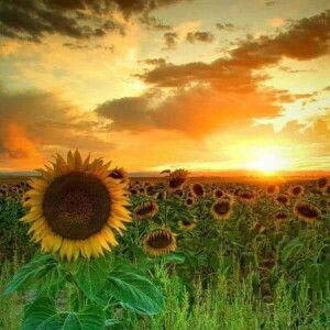 Soon Jonel profile icon