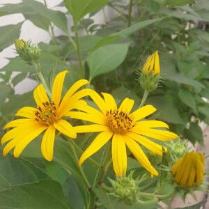 Kwanjai Buasungnoen profile icon